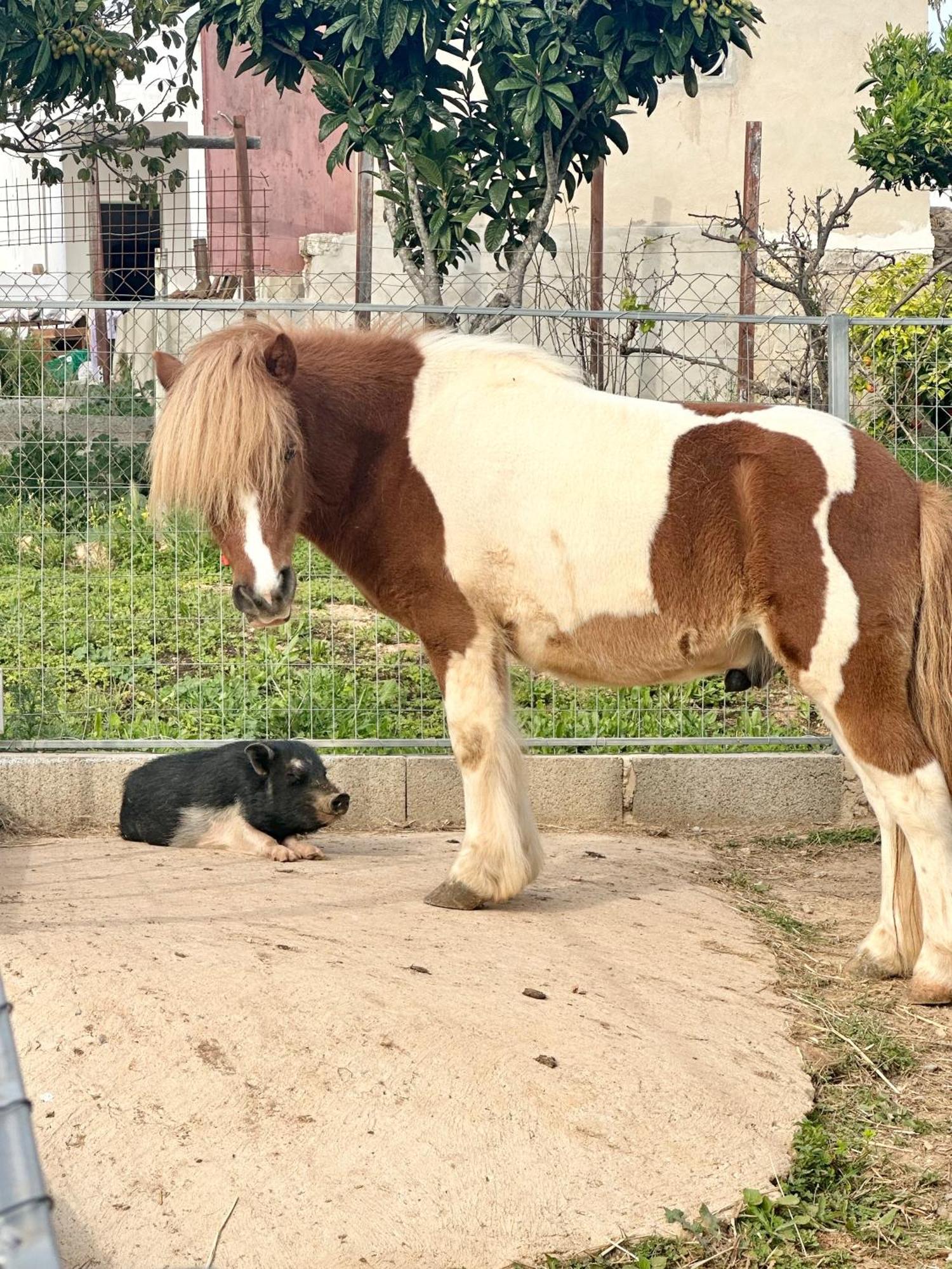 La Quinta Da Liberdade - Ferme De Charme En Algarve Βίλα Pechão Εξωτερικό φωτογραφία